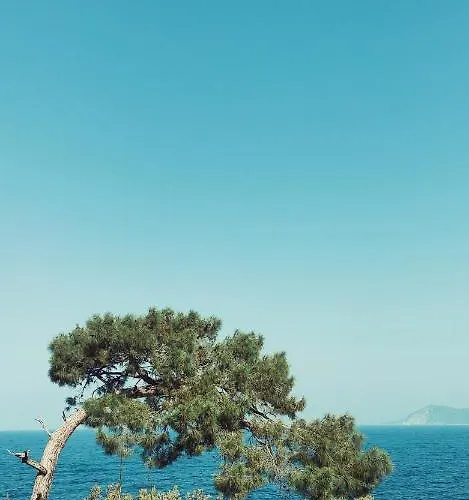 Rocas Roja Beach * ファラリア